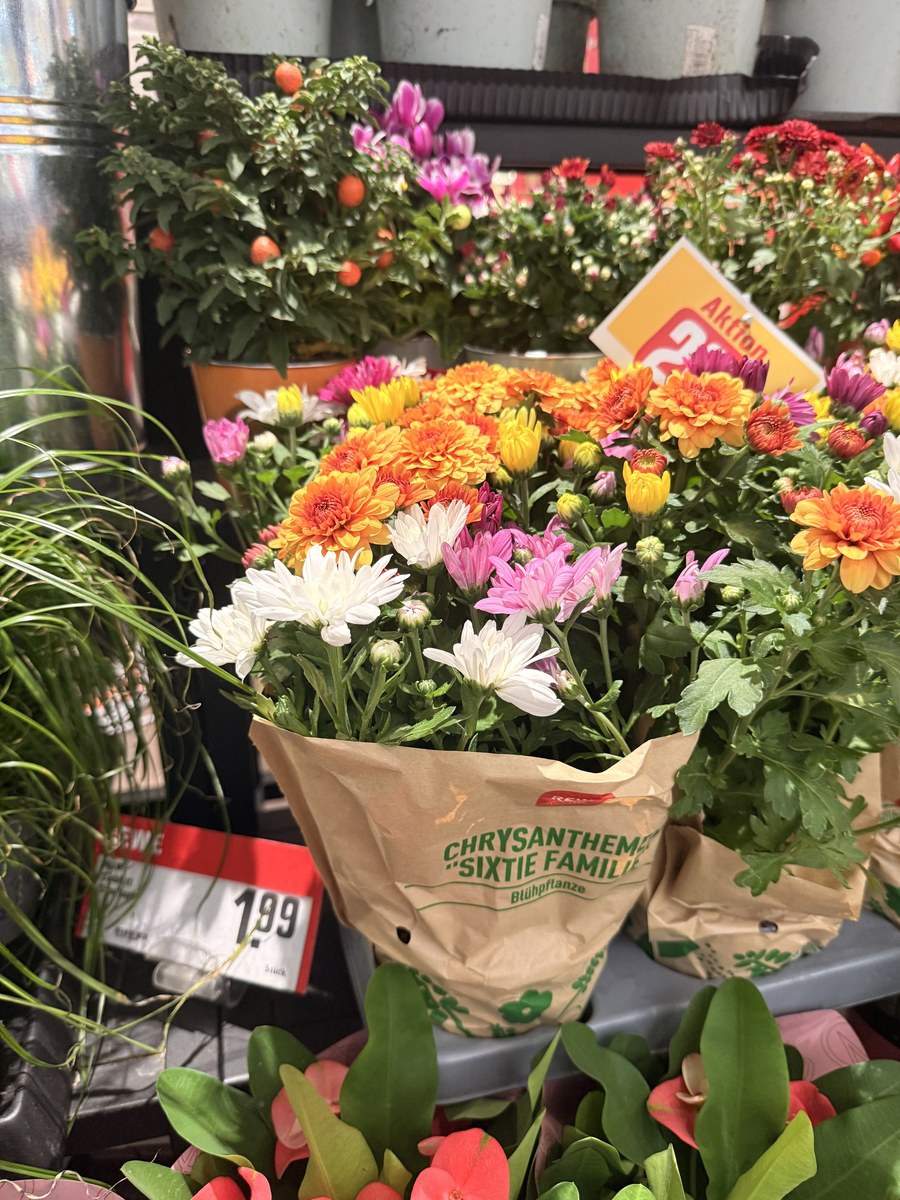 Chrysantheme Sixtie